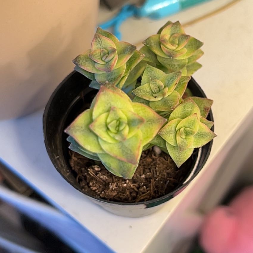 Photo of the plant species Variegated String of Buttons by @silvestreskye named Apollo on Greg, the plant care app