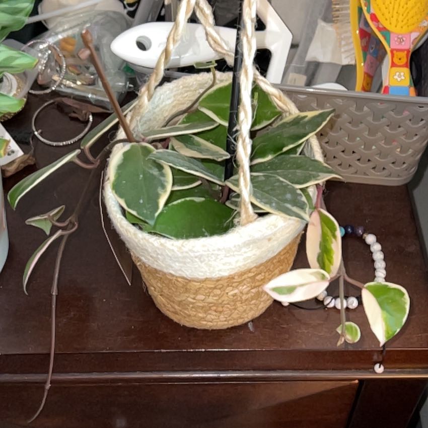 Photo of the plant species Hoya ‘Flamingo Dreams’ by @silvestreskye named Osmo on Greg, the plant care app