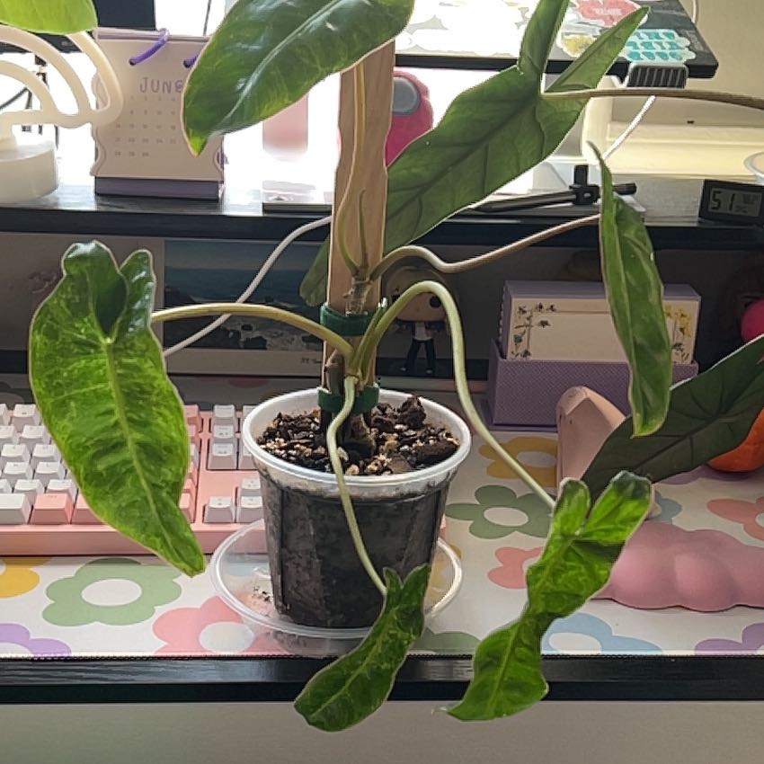 Photo of the plant species Philodendron by @silvestreskye named Michelle Branch on Greg, the plant care app