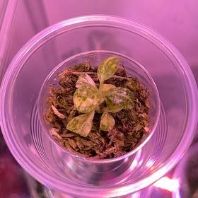 Photo of the plant species Philo Green Congo Nuclear by @silvestreskye named Tree Diddy on Greg, the plant care app