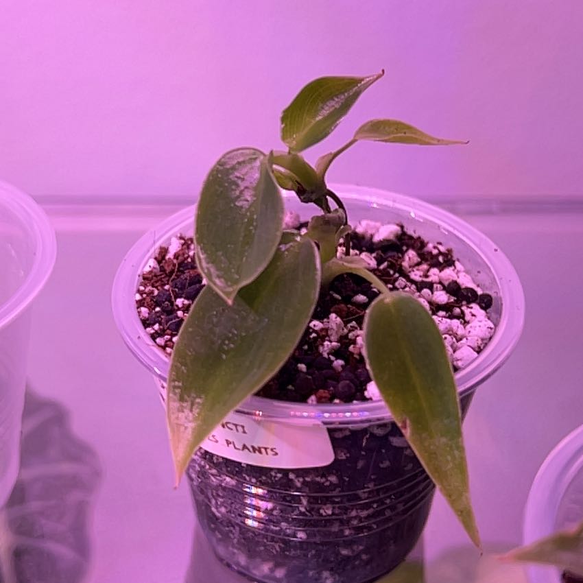 Photo of the plant species Philodendron Spiritus Sancti by @silvestreskye named Wall-E on Greg, the plant care app