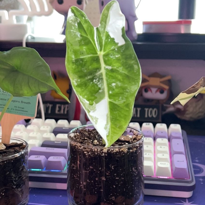 Photo of the plant species Variegated Alocasia frydek by @silvestreskye named Captain Plant-it on Greg, the plant care app