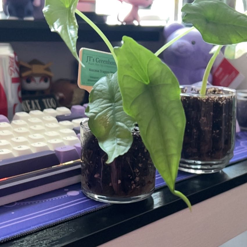 Photo of the plant species Dragon's Breath by @silvestreskye named Kardashian on Greg, the plant care app