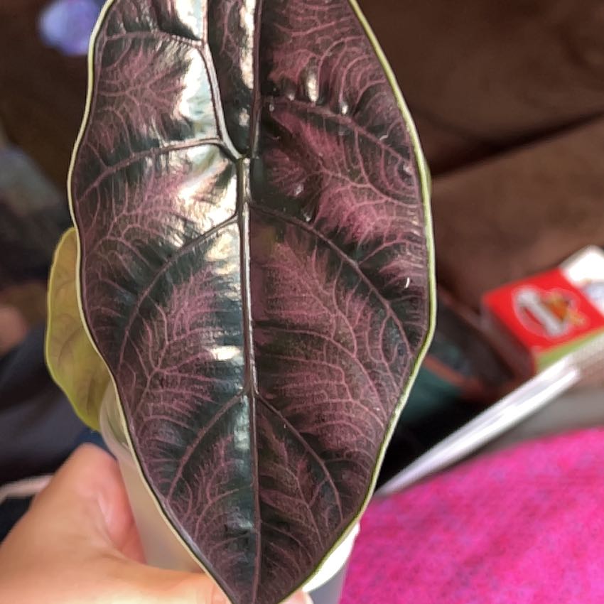 Photo of the plant species Alocasia Azlanii by @silvestreskye named Beyonce on Greg, the plant care app