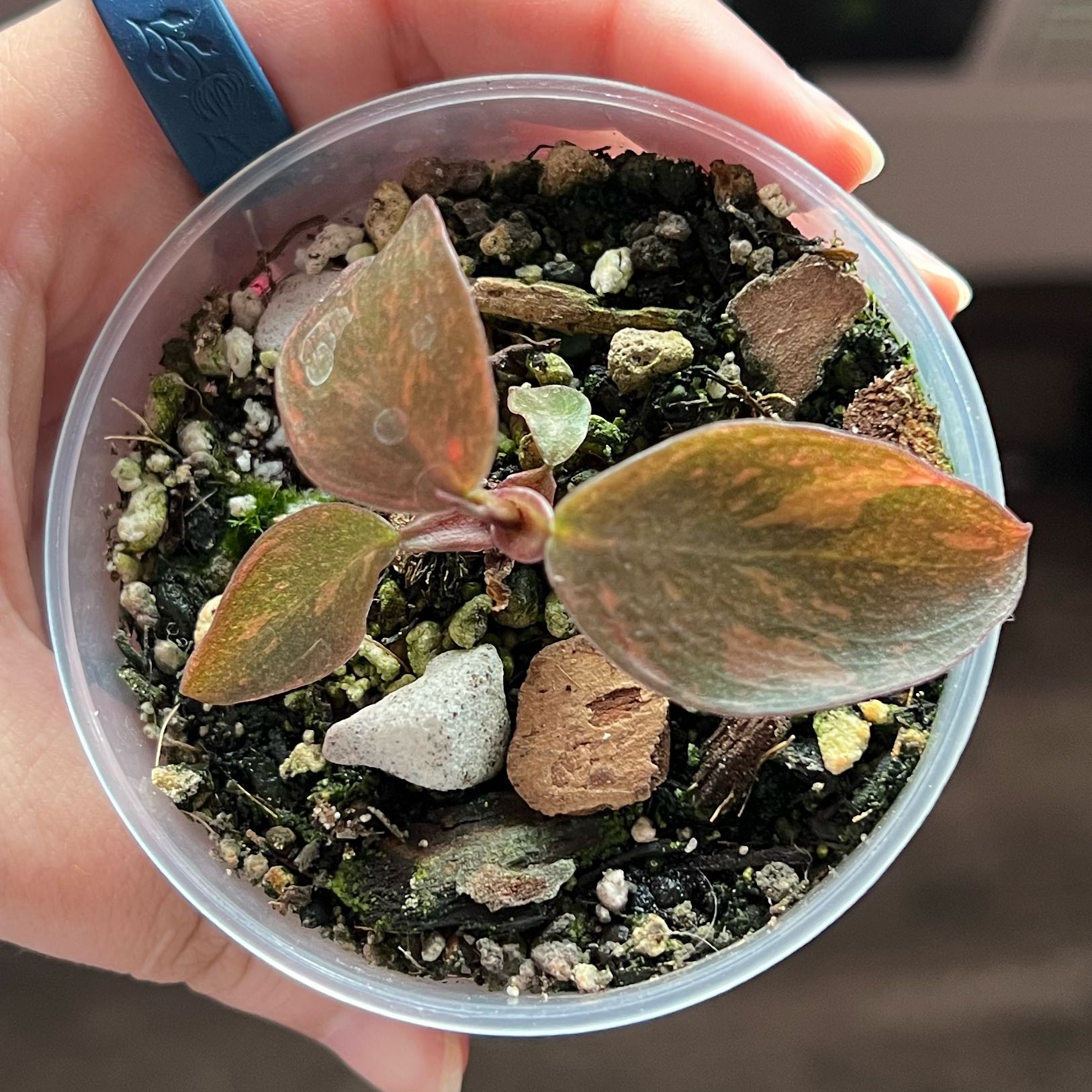 Photo of the plant species Orange Princess by @silvestreskye named Leaf Erickson on Greg, the plant care app