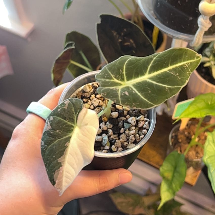 Photo of the plant species Alocasia Pink Black Velvet by @silvestreskye named Doja Cat on Greg, the plant care app