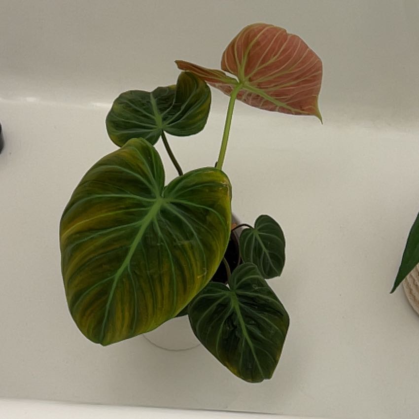 Photo of the plant species Philodendron El Choco Red by @silvestreskye named Bruce Lee on Greg, the plant care app