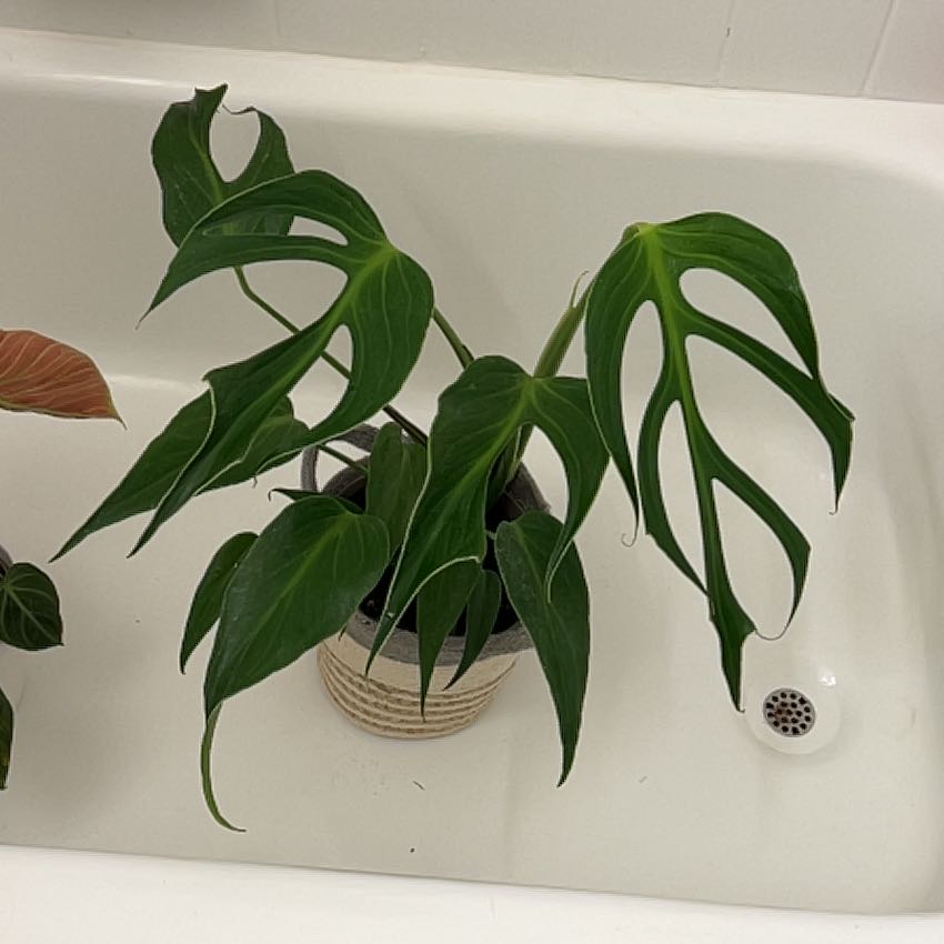 Photo of the plant species Monstera 'Burle Marx Flame' by @silvestreskye named Diana on Greg, the plant care app