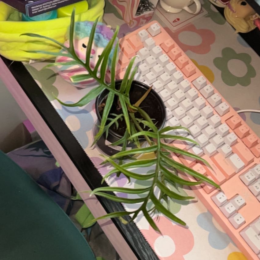 Photo of the plant species Philodendron tortum by @silvestreskye named Spikes on Greg, the plant care app