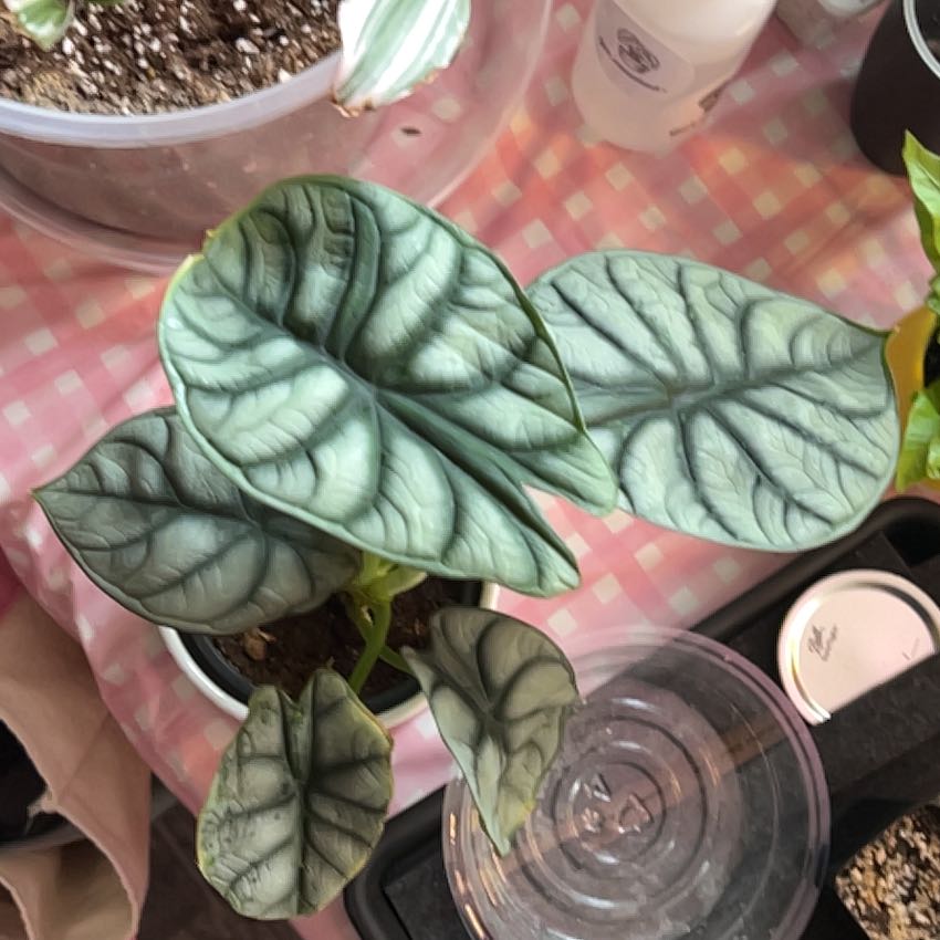 Photo of the plant species Alocasia Silver Dragon by @silvestreskye named Figyonce on Greg, the plant care app