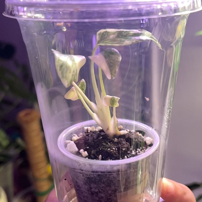 Photo of the plant species Monstera by @silvestreskye named Green Snow on Greg, the plant care app