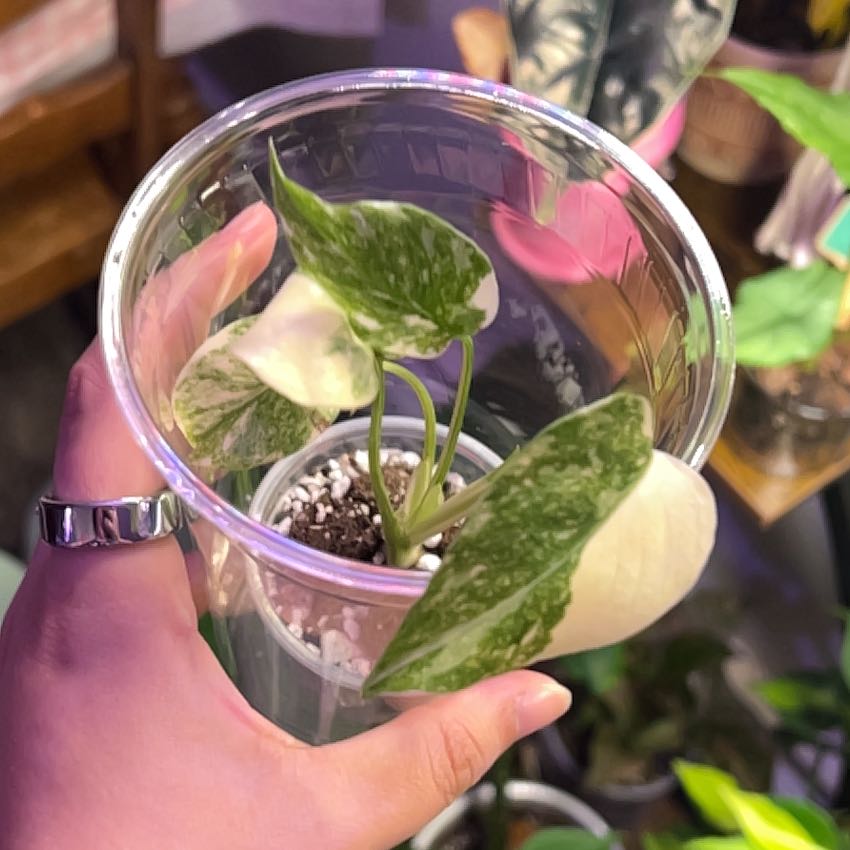 Photo of the plant species Monstera by @silvestreskye named Legacy on Greg, the plant care app