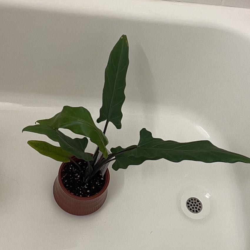 Photo of the plant species Purple Sword by @silvestreskye named Orlando Bloom on Greg, the plant care app