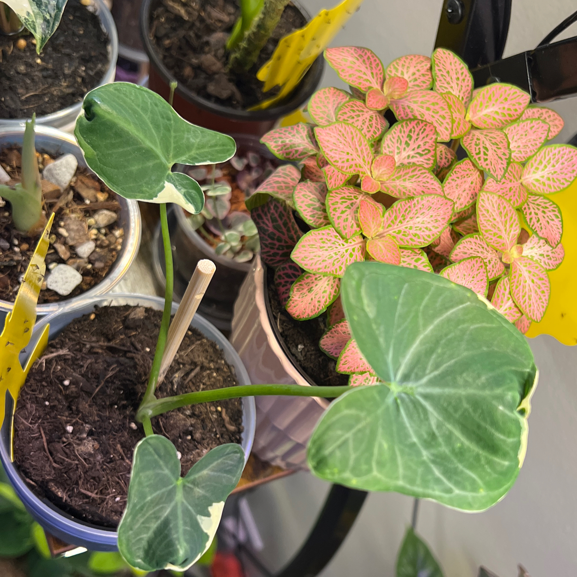 Photo of the plant species Mickey Mouse Alocasia by @silvestreskye named Mickie on Greg, the plant care app