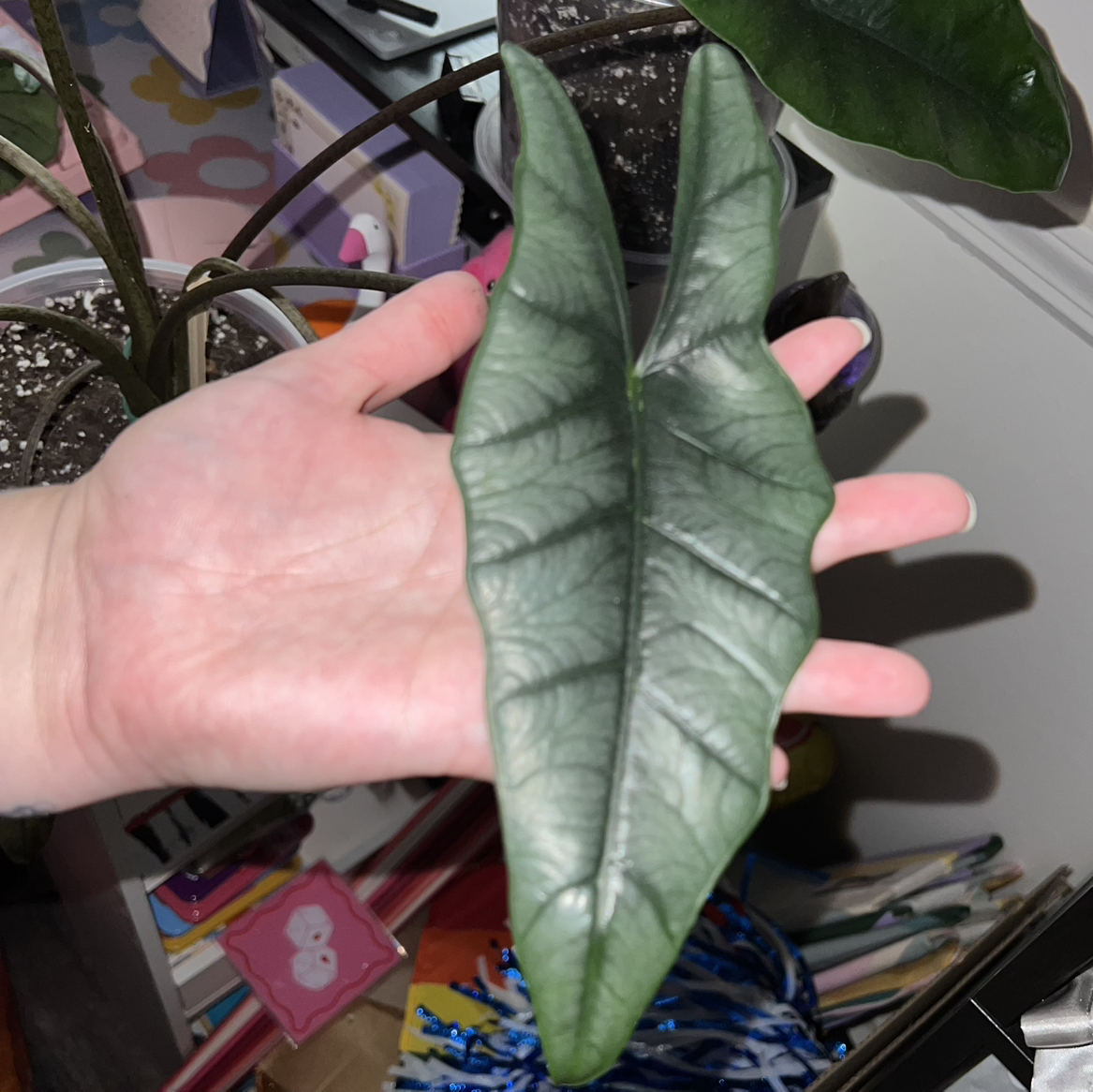 Photo of the plant species Alocasia Metallic Blue by @silvestreskye named Bodhi on Greg, the plant care app