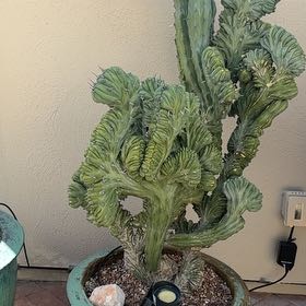 Photo of the plant species Variegated Crested Blue Flame Cactus by @HotHorminum19 named Sherlock on Greg, the plant care app