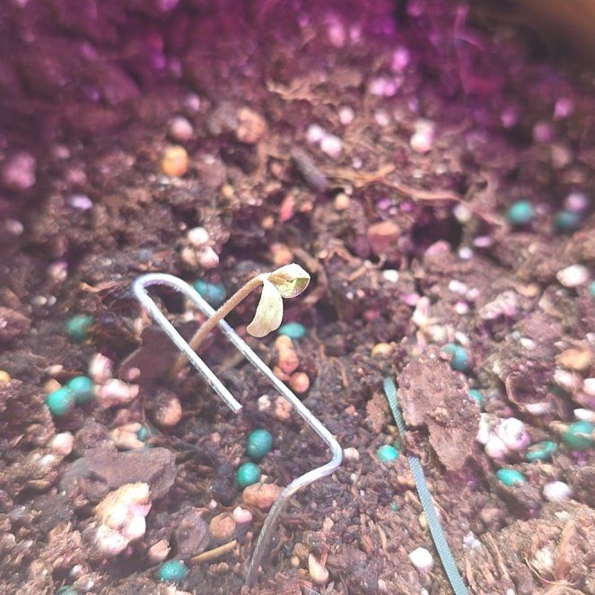 Photo of the plant species Marijuana by @PluckySeastock named LiloStitch on Greg, the plant care app