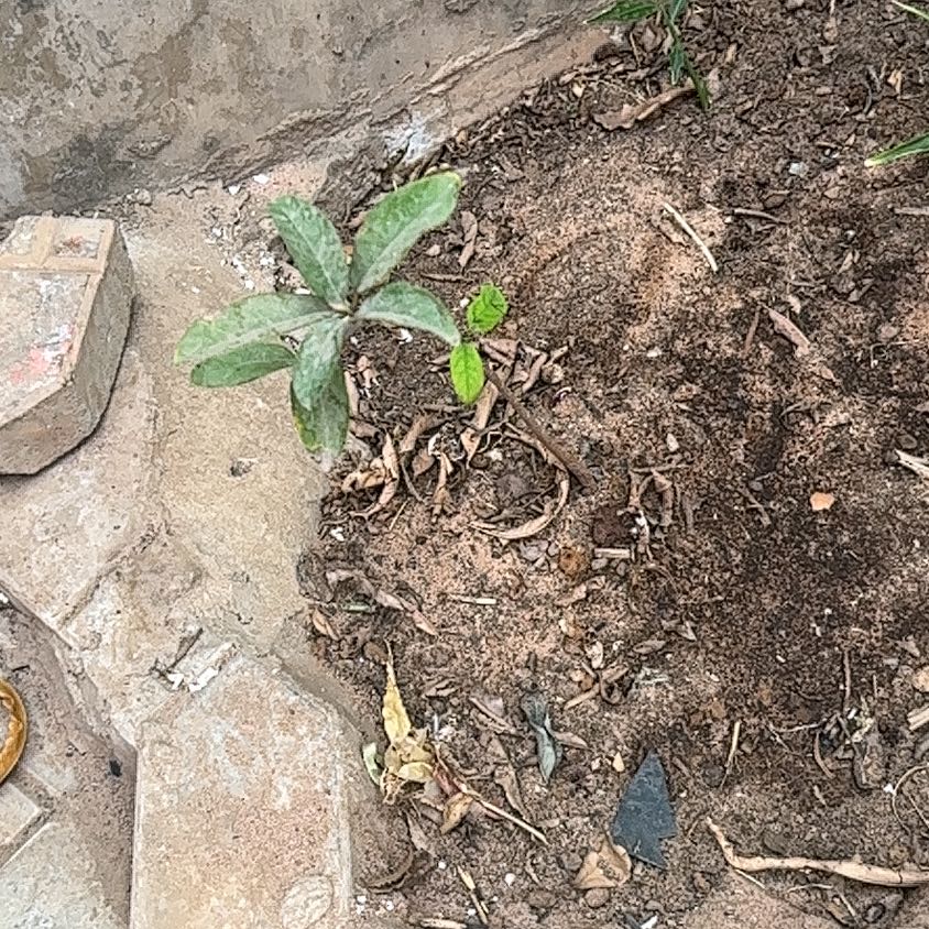 Photo of the plant species Custard Apple by @AvidKoa88 named Dolores on Greg, the plant care app