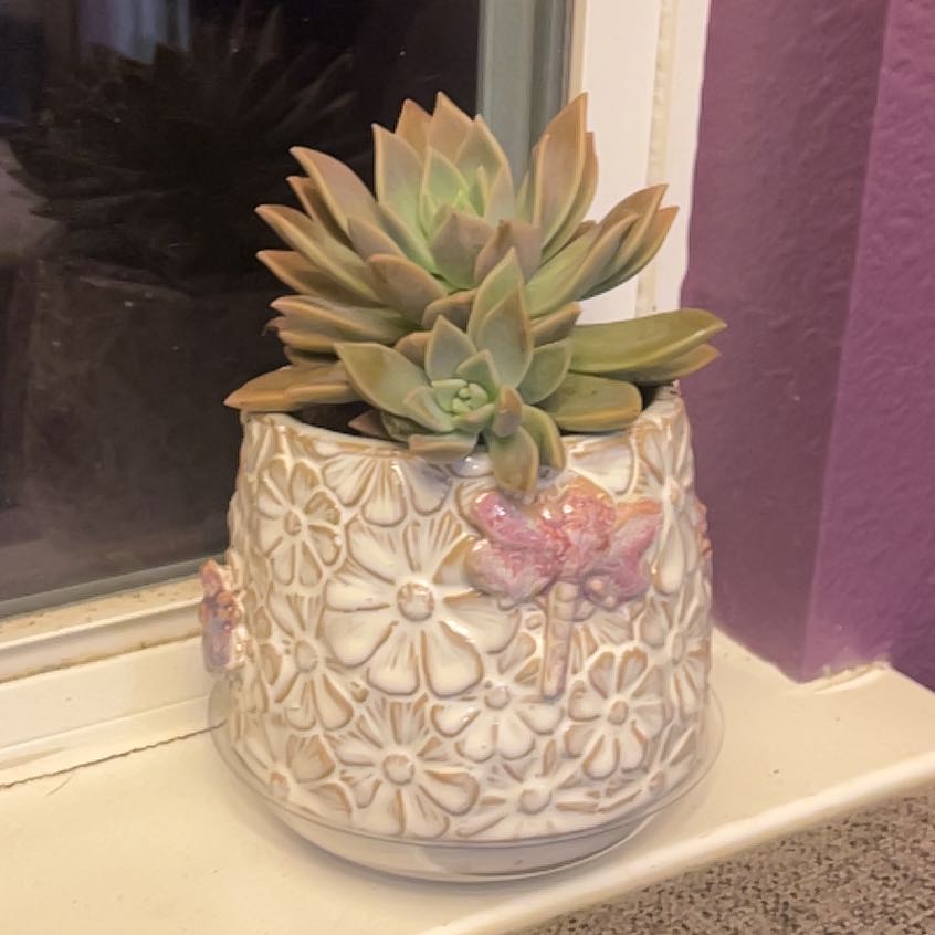 Photo of the plant species Echeveria Apus by @Enjoylifewell named Mochi on Greg, the plant care app