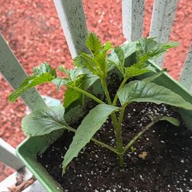 Photo of the plant species Dahlia 'Berliner Kleene Pink' by @TrySuncup6 named Dahlia on Greg, the plant care app