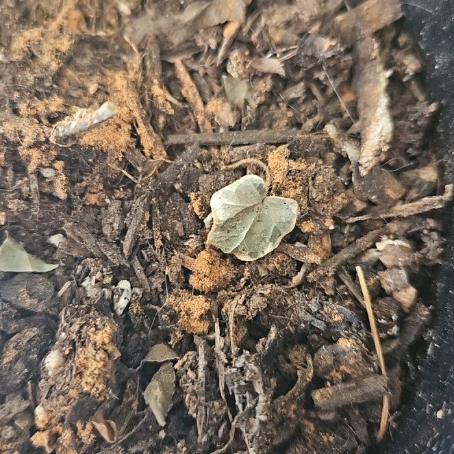 Photo of the plant species English Ivy 'Goldchild' by @WinApplerose55 named Beckham on Greg, the plant care app