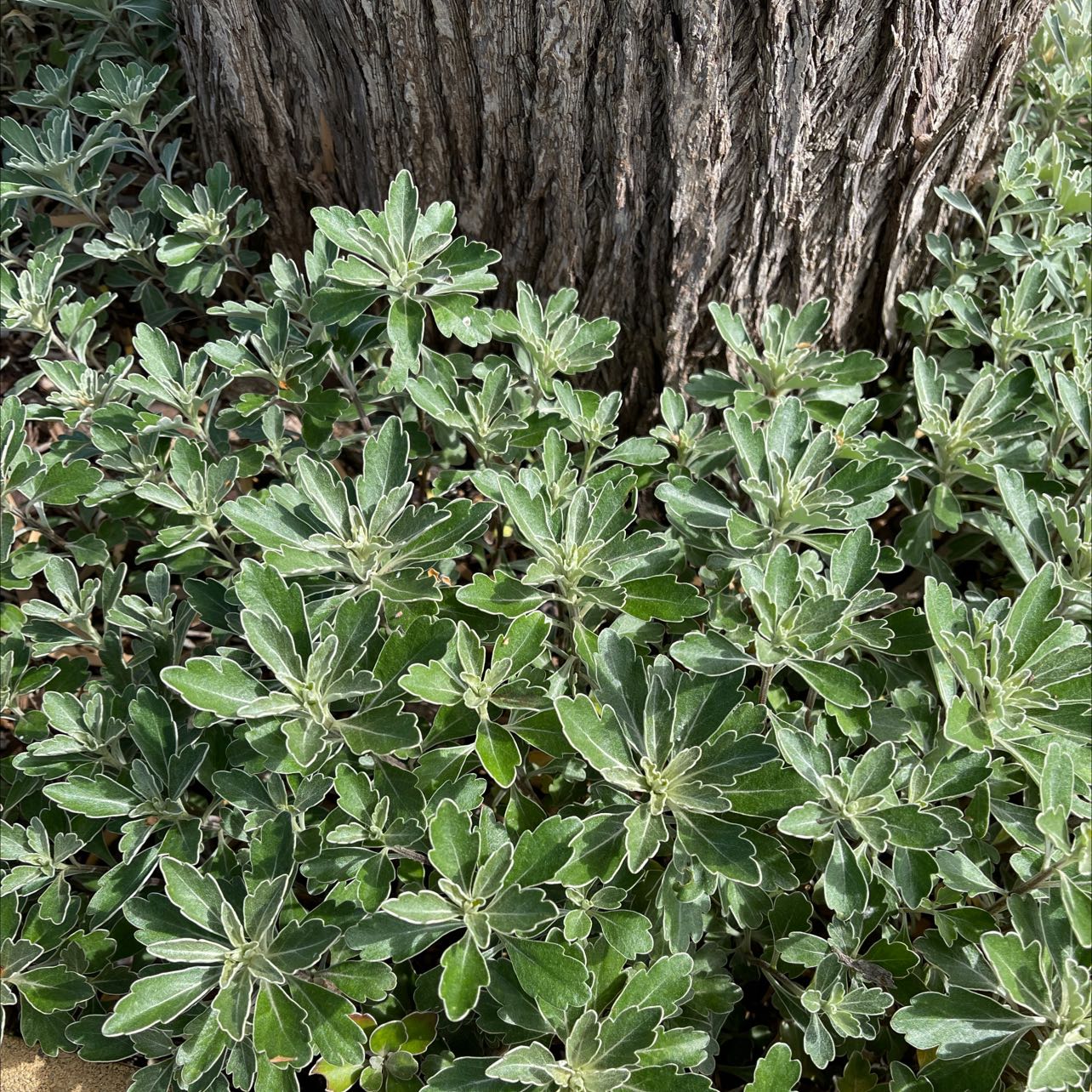 Dense cluster of green Chrysanthemum leaves with white edges at the base of a tree.