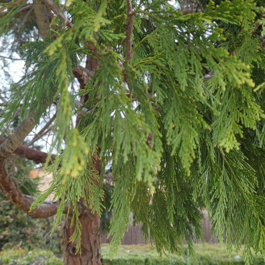 Photo of the plant species Bastard Cedar by @ChummyCorncob3 named McKinley on Greg, the plant care app
