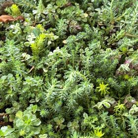 Photo of the plant species Tasteless Stonecrop by @FinestCat69 named Planty on Greg, the plant care app