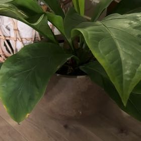 Photo of the plant species Anthurium Fruffles by @ElderSucc94 named Mochi on Greg, the plant care app
