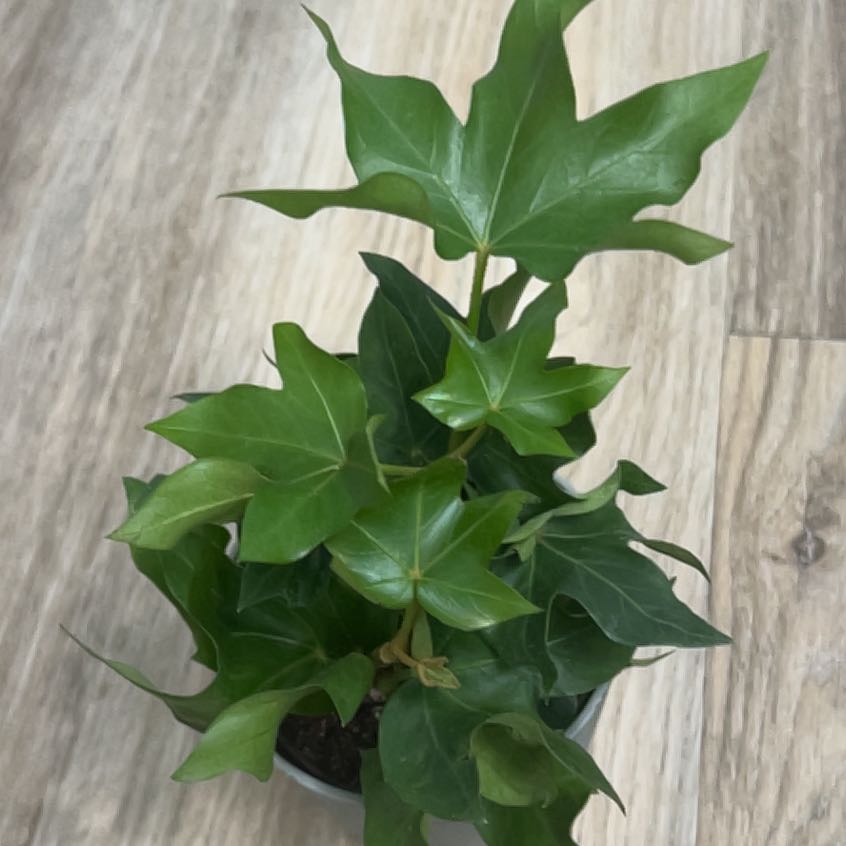 Photo of the plant species Pia Tree Ivy by @HipGalega89 named Marley on Greg, the plant care app