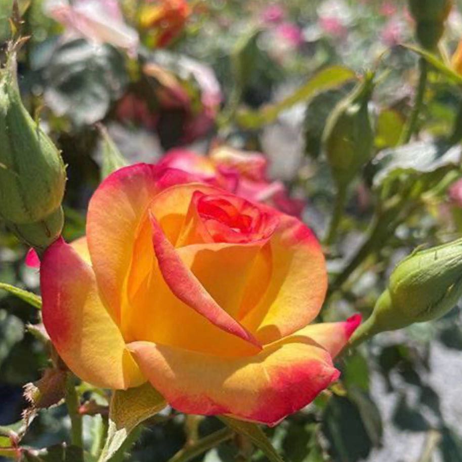 Photo of the plant species True Sincerity by @SpotonLettuce64 named Curie on Greg, the plant care app