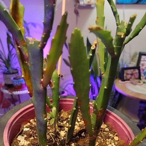 Photo of the plant species Hurricane Cactus by @FraternalOmnom named Luna on Greg, the plant care app