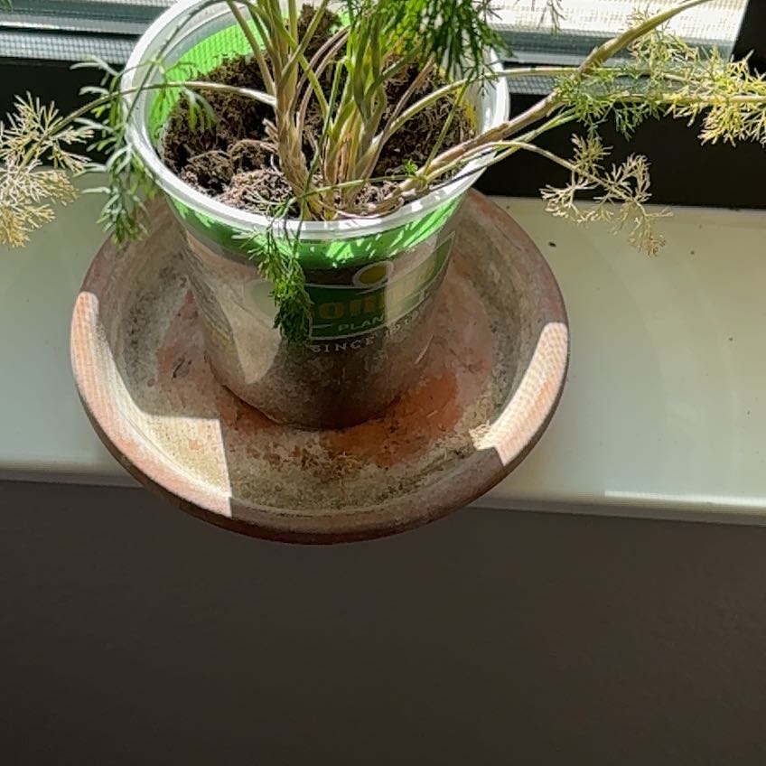Photo of the plant species Indian Dill by @GrandCaucalis91 named James Dean on Greg, the plant care app