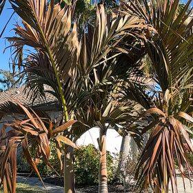 Photo of the plant species Christmas Palm by @GrandCaucalis91 named Austen on Greg, the plant care app