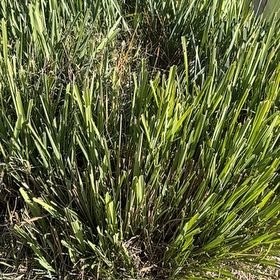 Photo of the plant species Florida Arrowroot by @GrandCaucalis91 named Homer on Greg, the plant care app