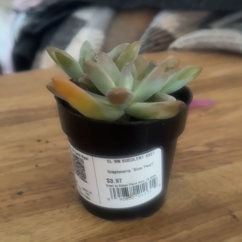 Photo of the plant species Graptoveria Blue Pearl by @LushTievine36 named Girlfrond on Greg, the plant care app