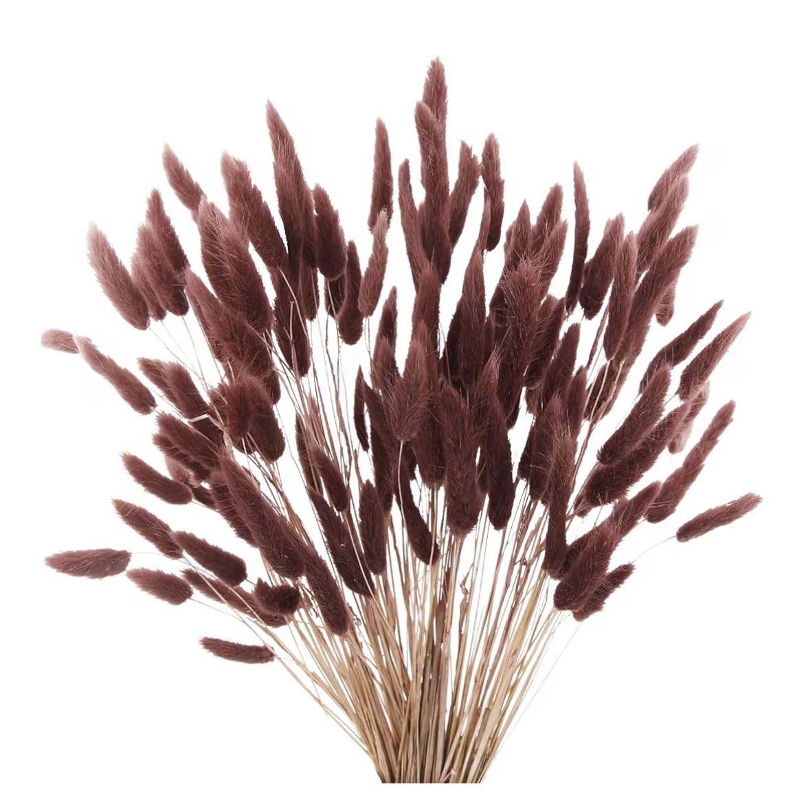 Photo of the plant species Silver Pine by @ProRanunculus23 named McKinley on Greg, the plant care app