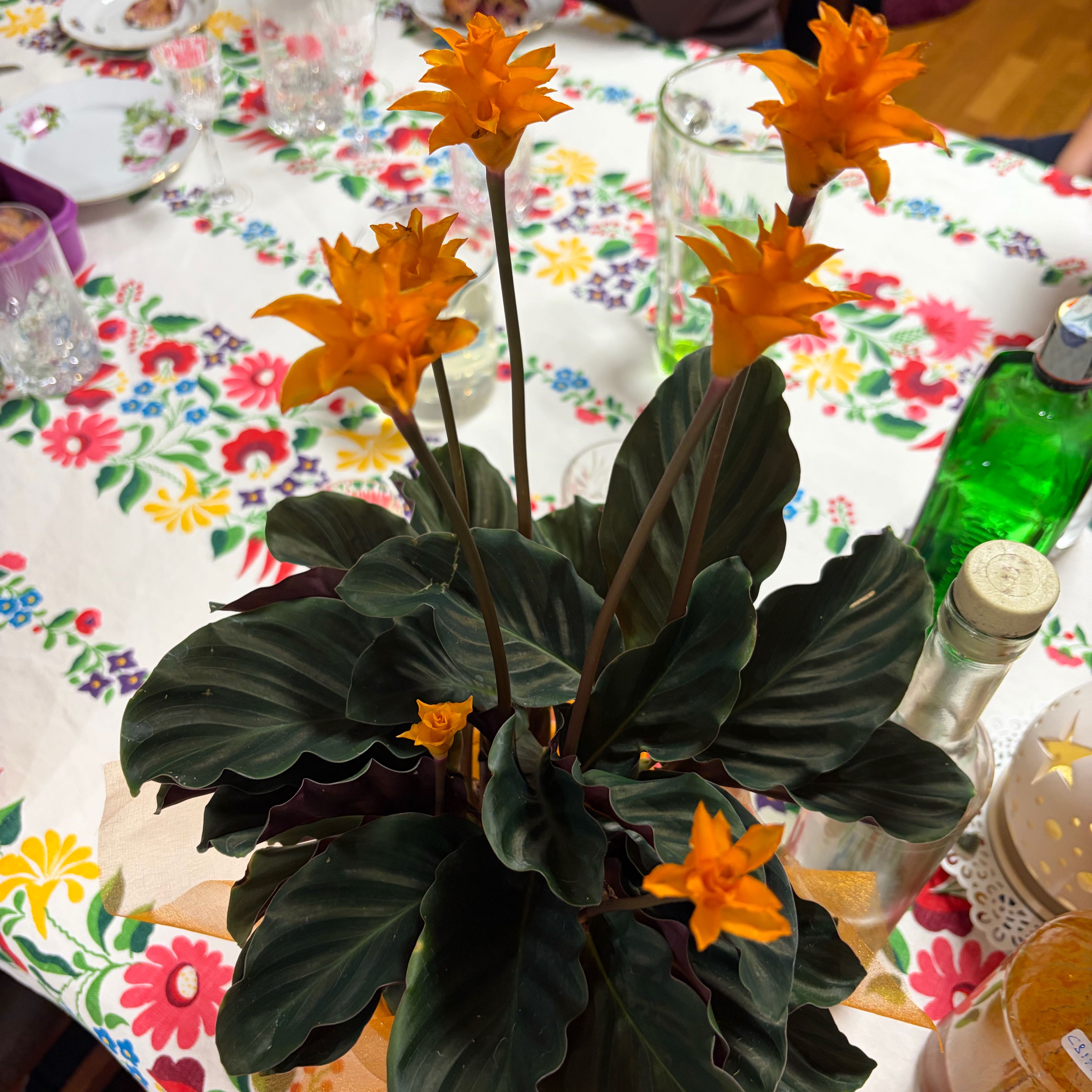 Photo of the plant species Goeppertia crocata by @ClimbingMostii named Orlando Bloom on Greg, the plant care app