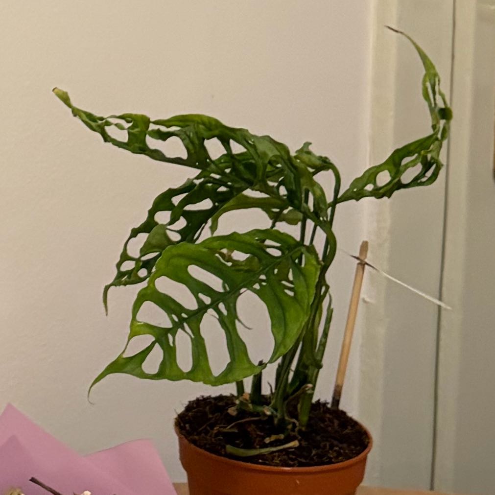 Photo of the plant species obliqua peru by @ClimbingMostii named Remington on Greg, the plant care app