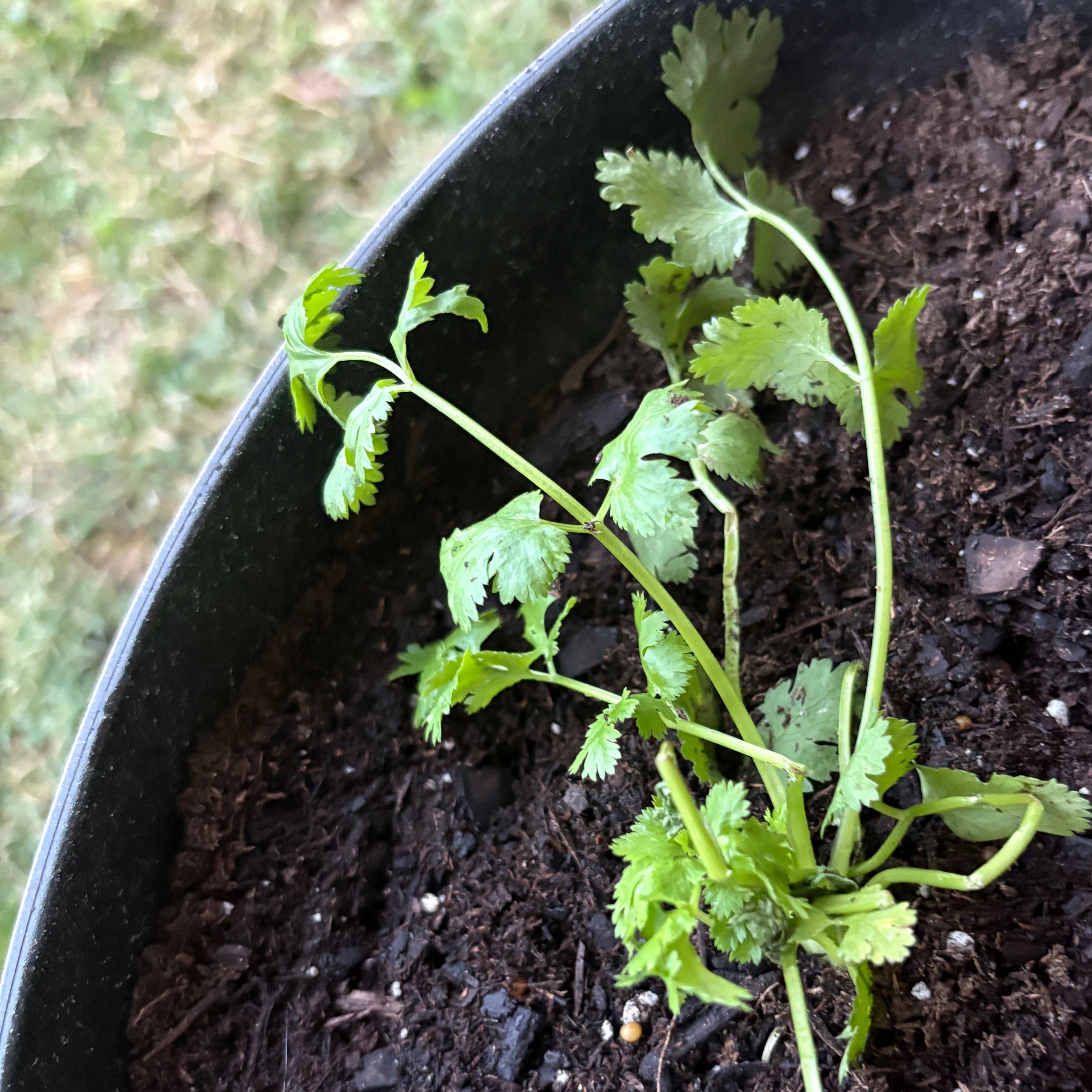 Photo of the plant species Cilantro 'Santo' by @EternalNiaouli4 named Harry on Greg, the plant care app