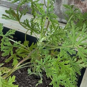 Photo of the plant species Citronella (anti-mosquito plant) by @EternalNiaouli4 named Khaleesi on Greg, the plant care app
