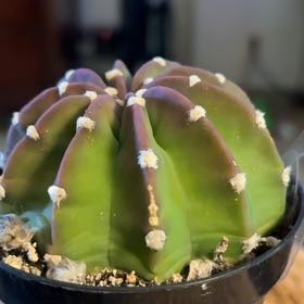 Photo of the plant species Echinopsis subdenudatum 'Dominos' by @BrightSeagrape7 named Morgan Treeman on Greg, the plant care app