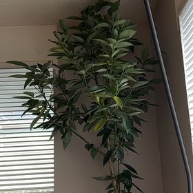 Photo of the plant species Cinnamon by @BrawnyMayten71 named McKinley on Greg, the plant care app