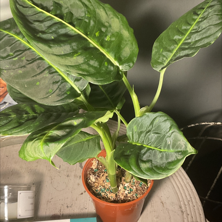 Dumb Cane 'Reflector' plant in a small pot with mostly healthy leaves.