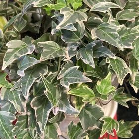 Photo of the plant species Mini Adam Ivy by @Aemythyst named Fernie Mercury on Greg, the plant care app