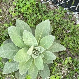 Photo of the plant species Mullein by @RegalSaltcedar named Achilles on Greg, the plant care app