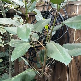 Photo of the plant species Ficus Macrophylla by @PoetToropapa59 named Fernie Mercury on Greg, the plant care app