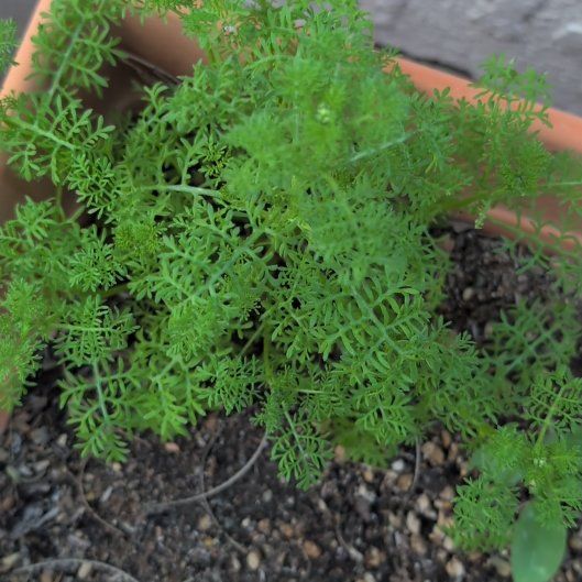 Photo of the plant species Herb Sophia by @BigBanksrose0 named Sproutacus on Greg, the plant care app