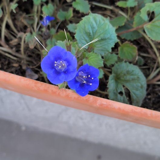 Photo of the plant species Desertbells by @BigBanksrose0 named Mochi on Greg, the plant care app