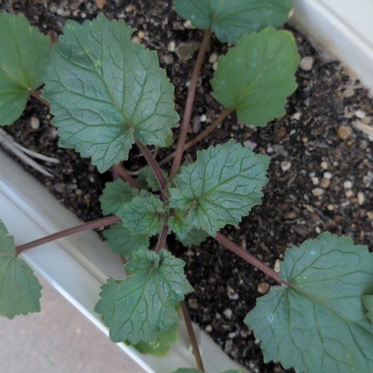 Photo of the plant species Desertbells by @BigBanksrose0 named Osmo on Greg, the plant care app